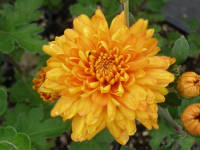 Chrysanthemum Dixter Orange